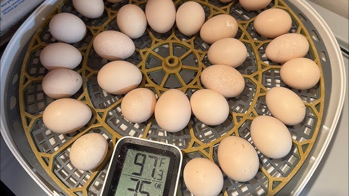 using incubator thermometer and hygrometer