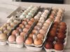 Chicken Incubator