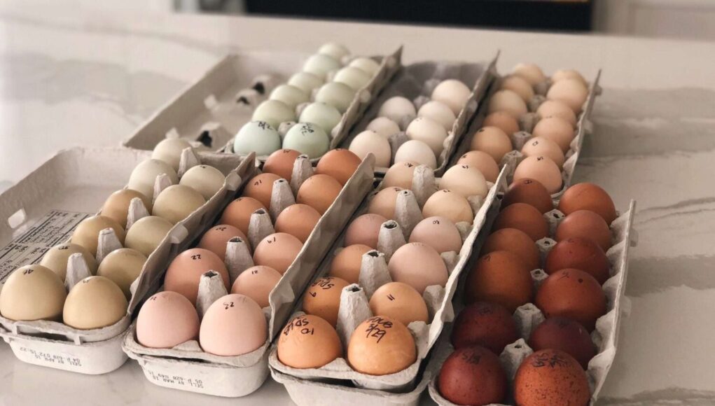 Chicken Incubator