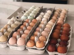 Chicken Incubator