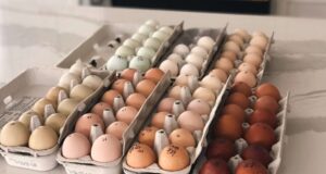 Chicken Incubator