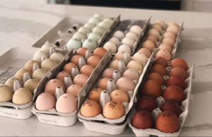 Chicken Incubator