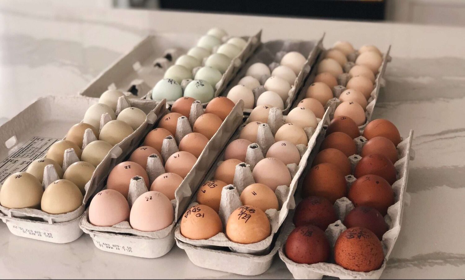 how to set up egg trays in incubator
