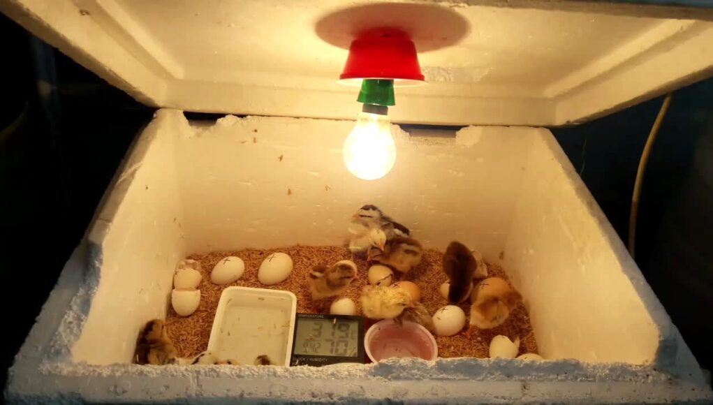 Chicken Incubator