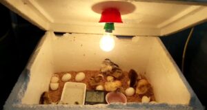 Chicken Incubator