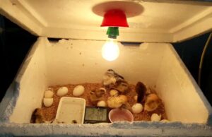 Chicken Incubator