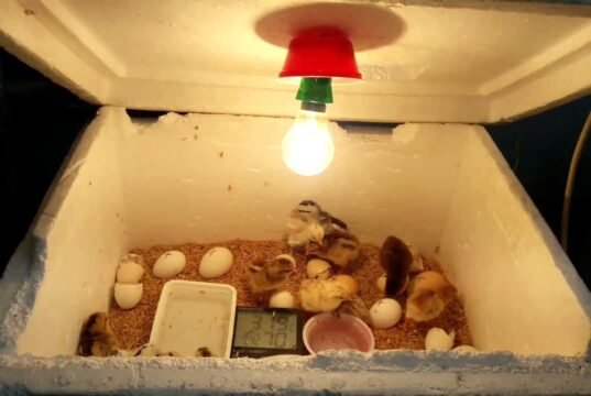Chicken Incubator