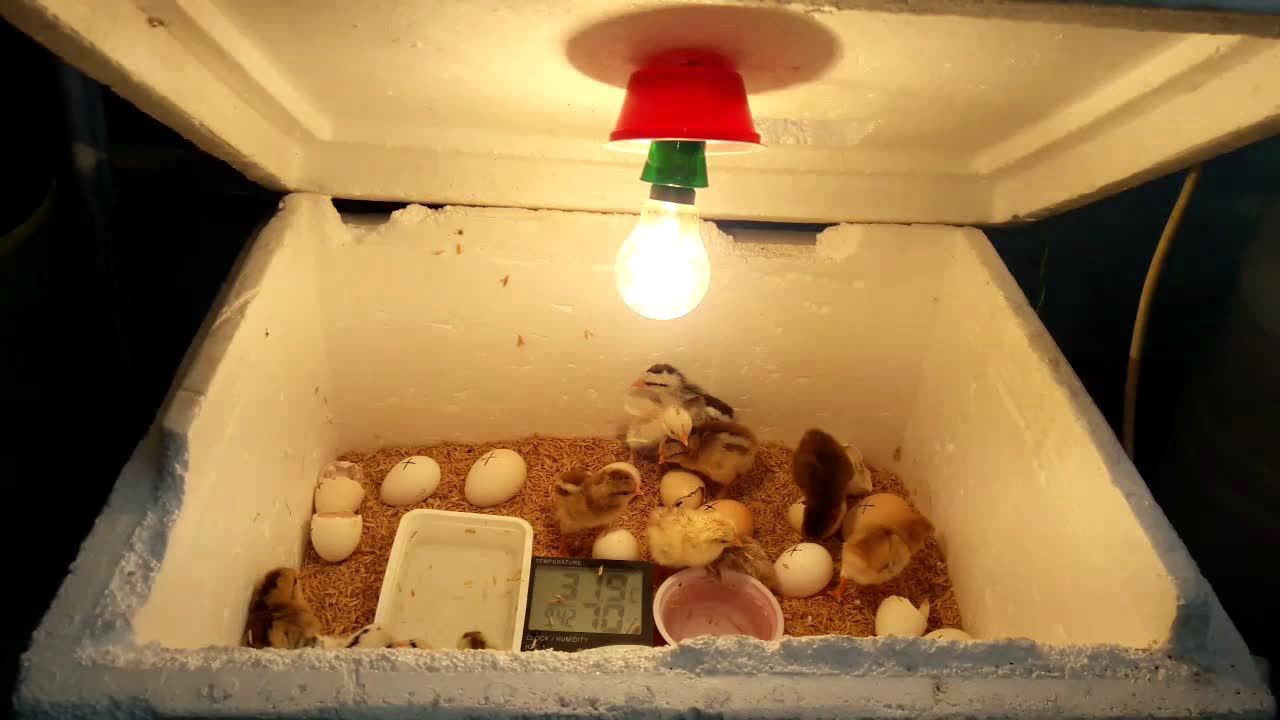 how to incubate eggs without electricity