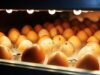 Chicken Incubator