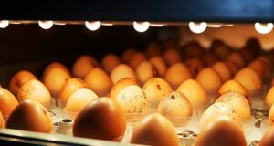 Chicken Incubator
