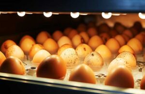Chicken Incubator
