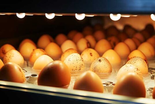 Chicken Incubator