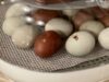 Chicken Incubator