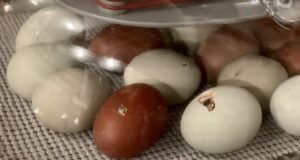 Chicken Incubator