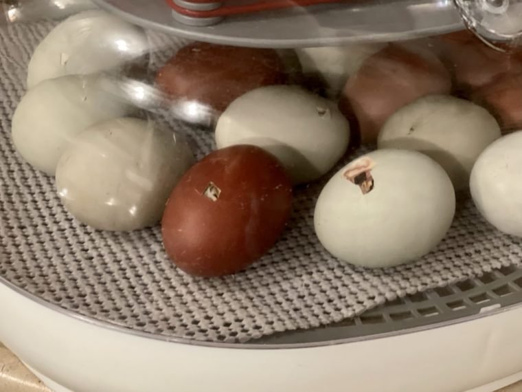 how to disinfect incubator after hatching