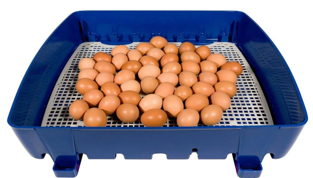 Chicken Incubator