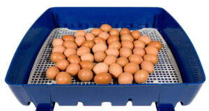 Chicken Incubator