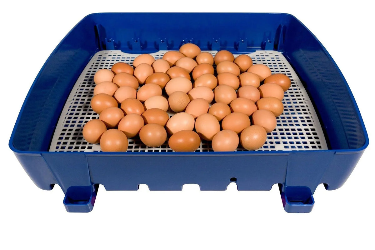 large capacity incubator for poultry