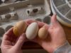 Chicken Incubator