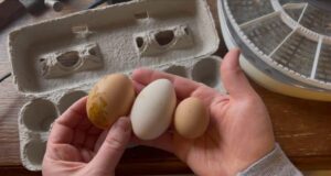 Chicken Incubator