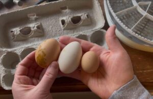 Chicken Incubator