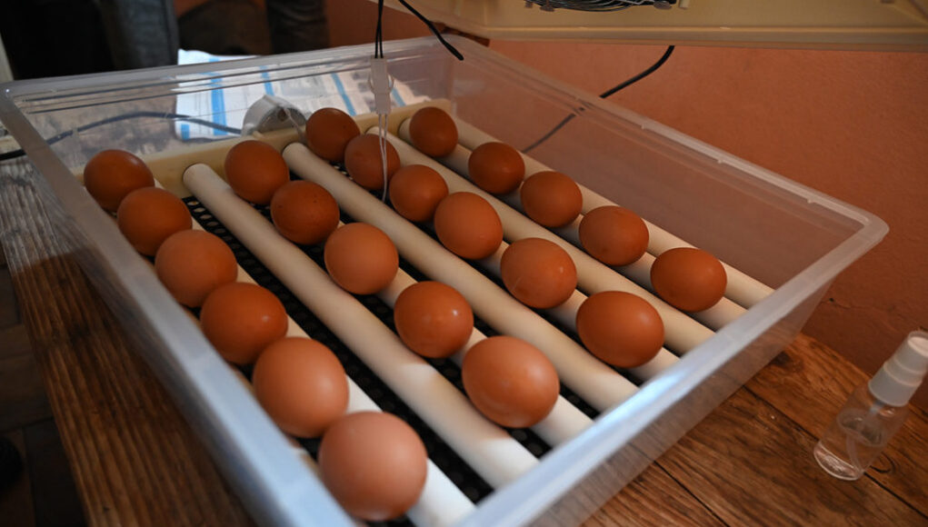 Chicken Incubator
