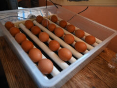 Chicken Incubator