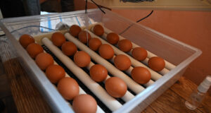 Chicken Incubator