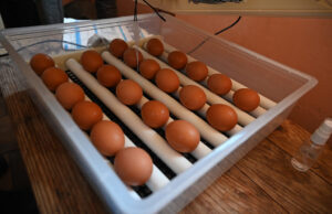 Chicken Incubator