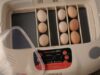 Chicken Incubator