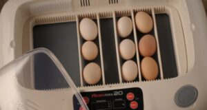 Chicken Incubator