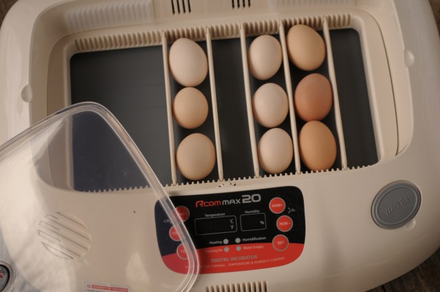 how to select eggs for incubation