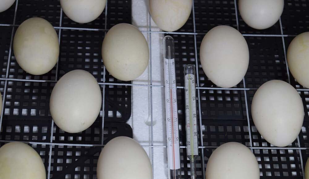 Chicken Incubator