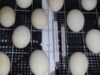 Chicken Incubator