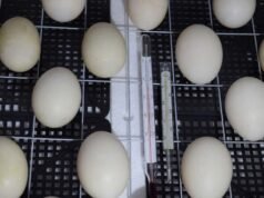 Chicken Incubator