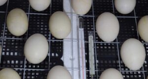 Chicken Incubator