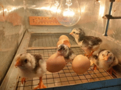 Chicken Incubator