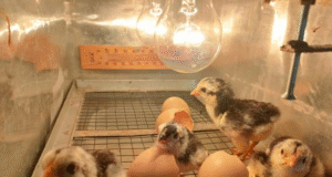 Chicken Incubator