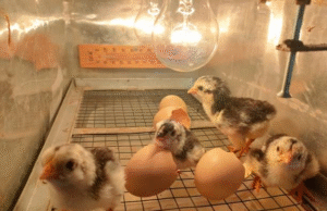 Chicken Incubator