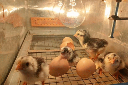Chicken Incubator