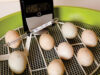 Chicken Incubator
