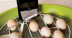 Chicken Incubator