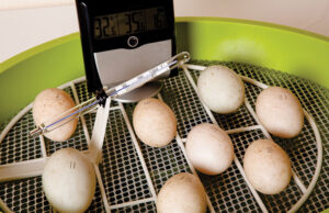 Chicken Incubator