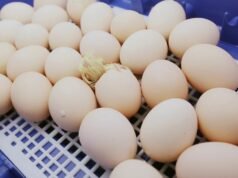 Chicken Incubator