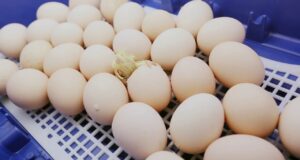 Chicken Incubator