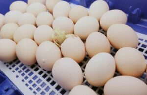 Chicken Incubator