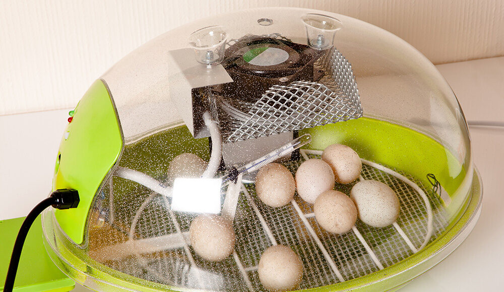 Chicken Incubator