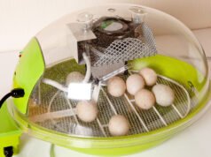 Chicken Incubator
