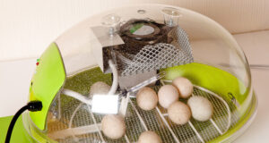 Chicken Incubator