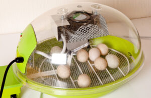 Chicken Incubator